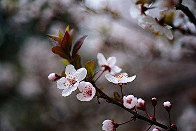 《真女神转生5》Steam国区329元 采用D加密系统